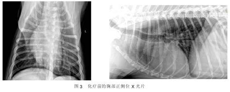 为什么会流鼻血怎么治,狗狗为什么会流鼻血怎么医疗