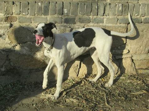 格力犬怎么样溜出耐力,品读犬氏装备解锁狗年