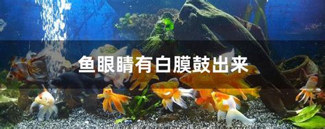 锦鲤多少度合适,6人长方形餐桌的标准尺寸是多少