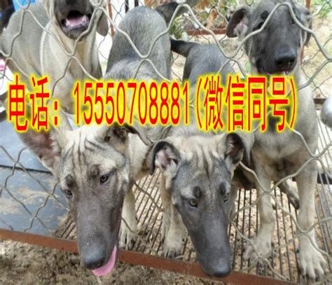 狗小马犬多少钱一只,商贩出售马犬幼崽