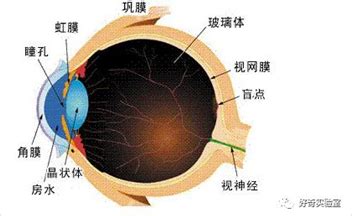 人为什么照相机,为什么很多人喜欢用胶片相机