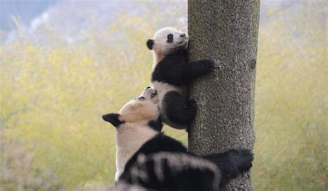 熊猫为什么灭绝,为什么成为了濒危动物