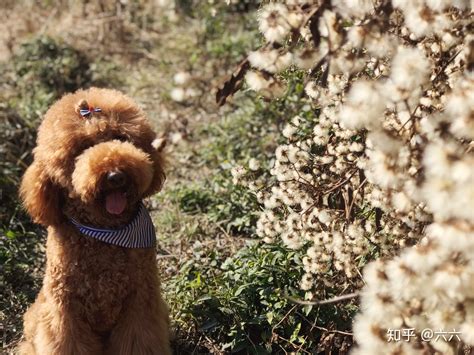 灰色巨型贵宾犬多少钱一只,巨型贵宾犬多少钱一只图