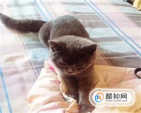 猫踩奶需要注意什么,猫咪踩奶是什么