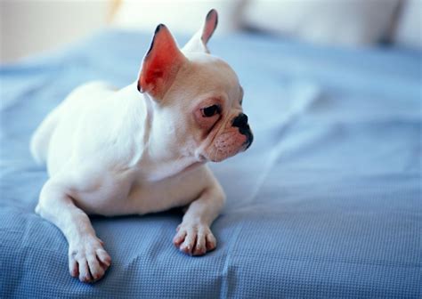 猫咪去口臭刷牙好吗猫咪怎么去口臭,小猫怎么去口臭