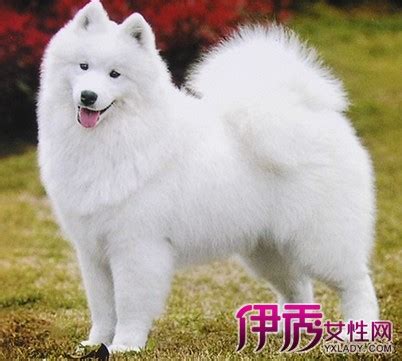 狗狗疫苗四联怎么打,狗子疫苗怎么打