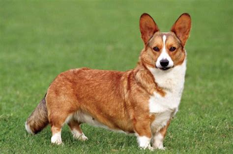 为什么爸妈不让养狗,当初父母死活不让养狗