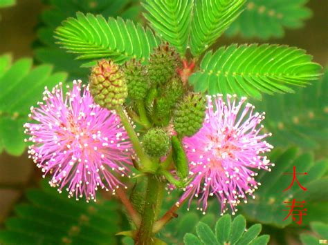 害羞草实验研究所2021,含羞草论坛