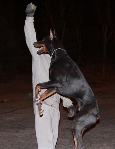 如何挑选好的杜宾犬,杜宾犬怎么练背线了