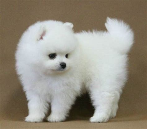 大狗为什么会得细小,狗为什么会得细小病