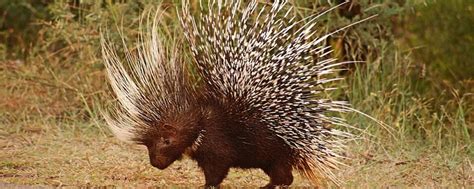 松毛虫防治是什么药,多措并举扑杀松毛虫