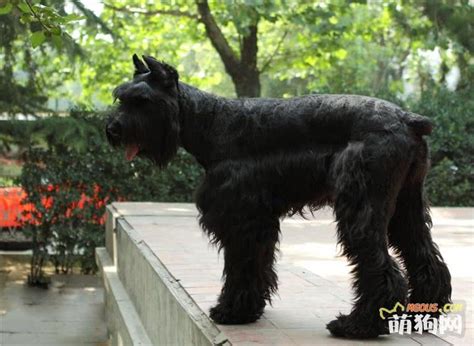 罗威纳犬饲养注意什么,博美犬应该如何饲养