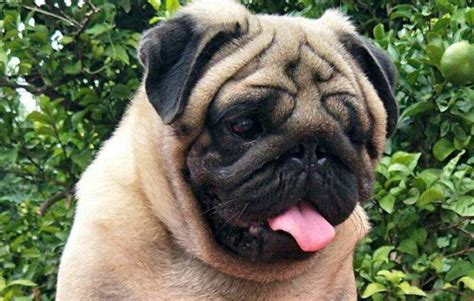 博美犬一个半月 不吃狗粮怎么办,博美犬为什么不吃狗粮