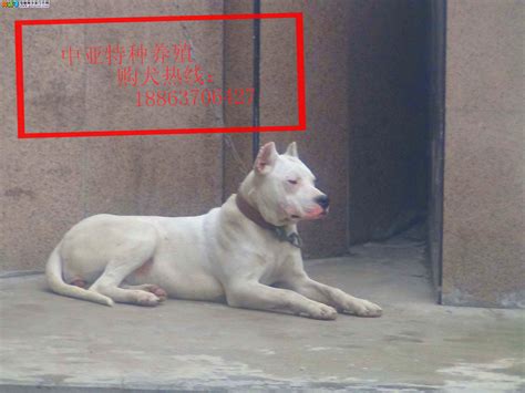 青海的地区什么狗厉害,各种厉害的犬和藏獒打