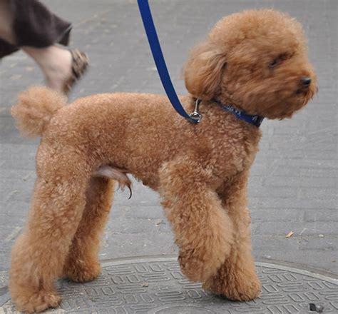 贵宾犬吃什么食物,国外贵宾犬都吃什么