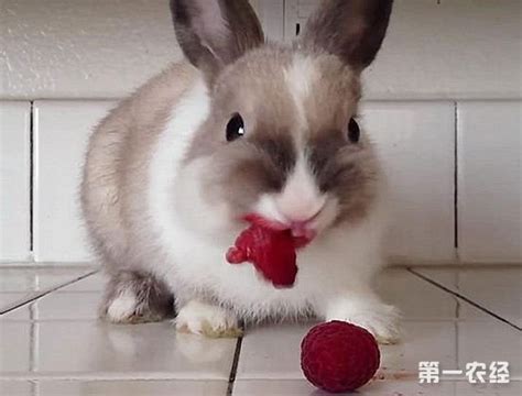 兔子为什么要吃小兔子,我家的小白兔生小兔子了