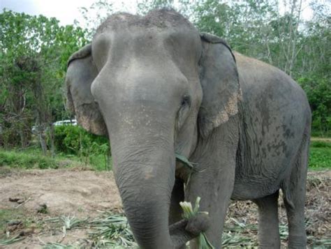 大象象牙是哪里,云南大象北迁