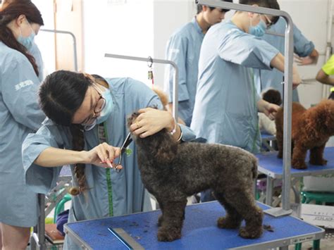 学宠物美容要多少钱,宠物美容师培训