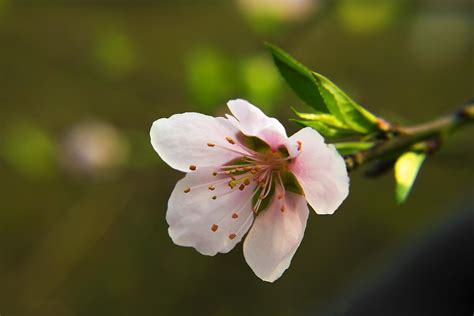 惊艳了整个春天 杏花