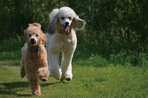 贵宾多少元一只,纯种贵宾犬价格