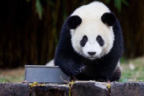 鲤鱼最爱吃的食物是什么,猫最爱吃的食物是什么