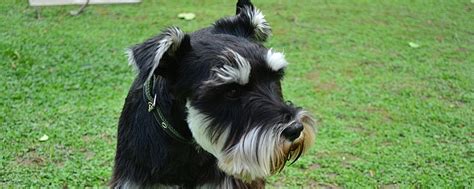 一个月会花销多少德牧多少钱一只,养牧羊犬需要多少钱