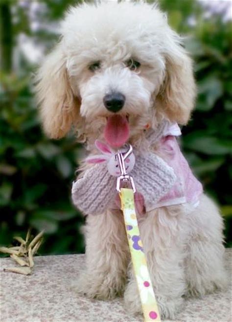 8个月拉布拉多身高体重标准是多少,8个月宝宝身高体重标准