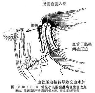 宠物狗吃了就吐怎么回事,爸妈新买的狗粮