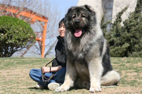 高加索纯种的多少钱一只,一只高加索犬多少钱