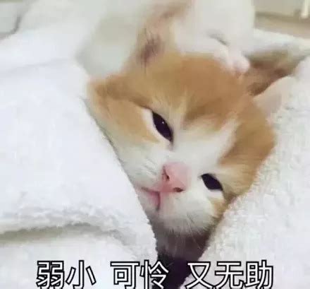 猫咪为什么会低血糖,犬低血糖只是因为吃得少