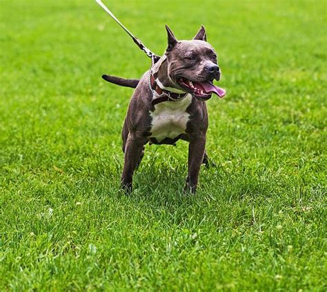 恶霸犬小的多少钱,美国恶霸犬多少钱一只