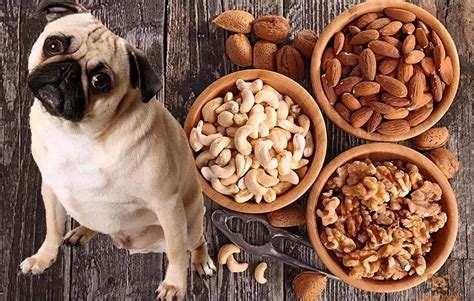 胰腺炎狗吃什么水果好,狗可以吃哪些水果