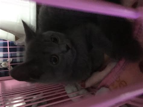 德国短毛多少钱,这算不算德国牧羊犬