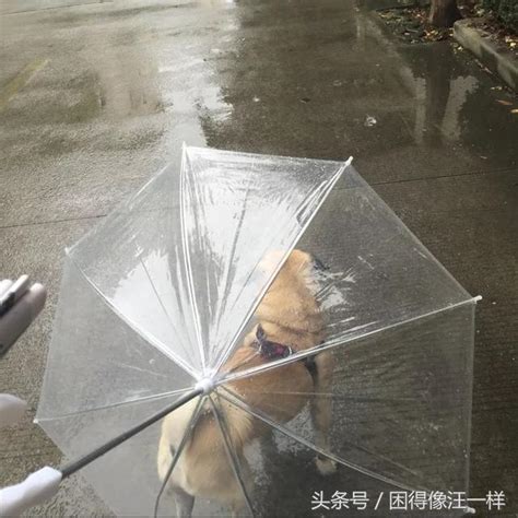 为什么下雨天狗不停叫,为什么我家小狗总冲外叫