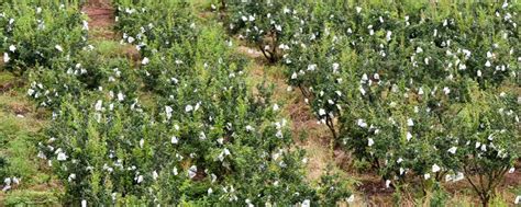 山地适合种什么药材,南方山地适合种什么