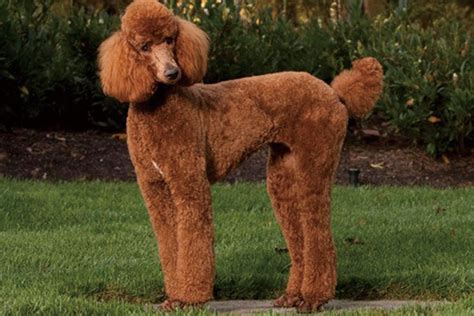 大的泰迪狗多少钱,纯种柯基犬多少钱