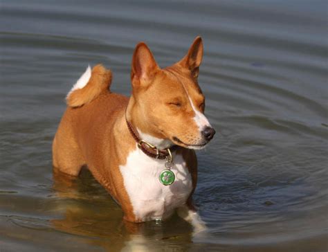 巴哥犬多少钱一只,巴贝犬多少钱