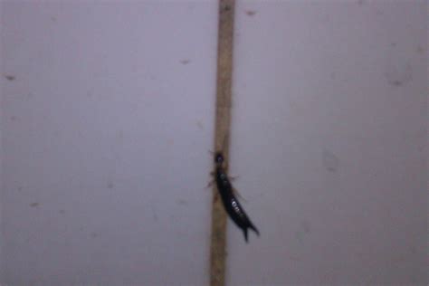 为什么虫子还没灭绝,为什么不灭绝呢