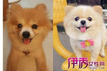 博美犬喂什么狗粮,想让博美犬更漂亮