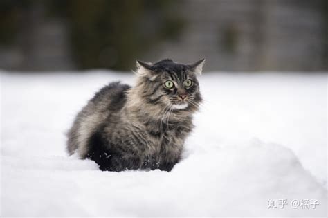 如何鉴别缅因猫,缅因猫怎么鉴别