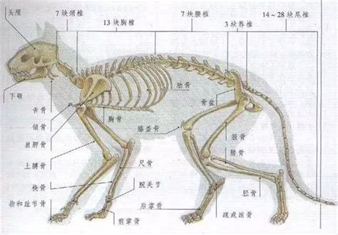 狗为什么咬尾巴,为什么狗没有尾巴