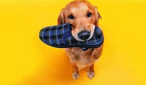 小狗为什么一直咬鞋,为什么不试试这些方法呢