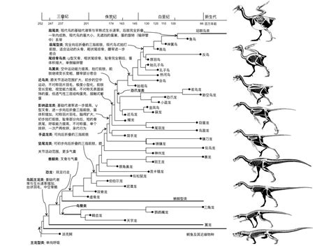 鸟类为什么是恐龙,不能演化成鸟类