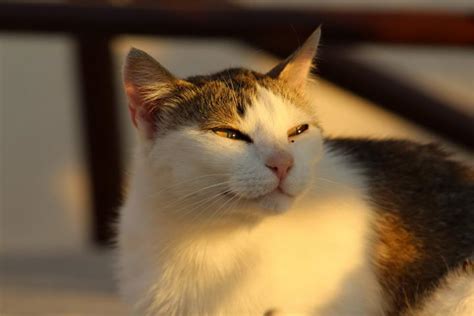 猫癣为什么要晒太阳,猫藓长在人身上怎么治