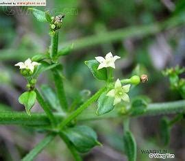 茜草在哪里卖,怀古泸州茜草坝