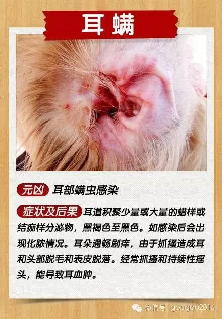 狗多少都皮肤病,犬类皮肤病大全