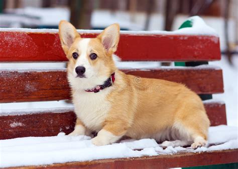 德国牧羊犬幼犬多少钱一只养一只柯基一年大概要多少钱,威尔士狗多少钱一只