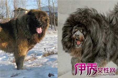 俄罗斯高加索獒犬多少钱一条,高加索和大白熊