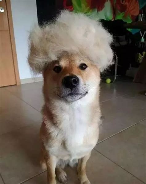 狗狗为什么会在脱毛期掉毛,为什么狗狗总是掉毛