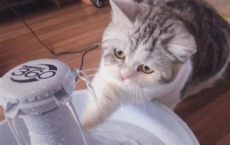 猫咪为什么不爱喝水,可它不爱喝水怎么办